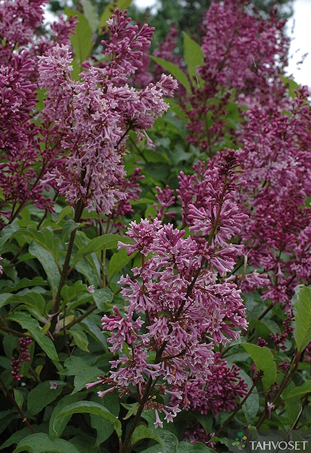 Syringa Preston-Ryhm� 'Royalty', isabellansyreeni